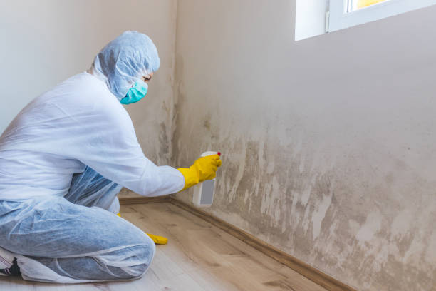 Licensed Mold Inspection service in Newmanstown, PA - WQB Mold Removal