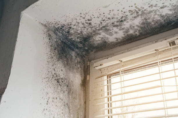 Affordable Mold Inspection solutions in Newmanstown, PA
